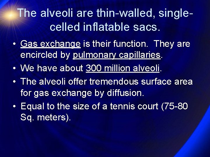 The alveoli are thin-walled, singlecelled inflatable sacs. • Gas exchange is their function. They