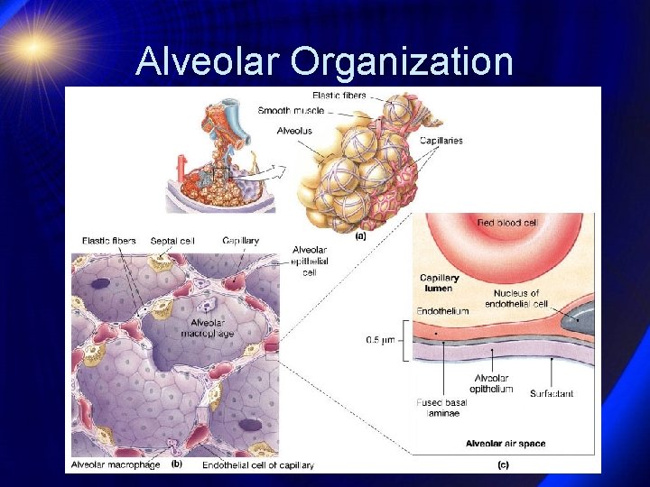 Alveolar Organization 