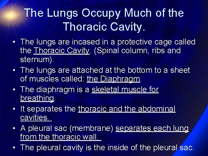 The Lungs Occupy Much of the Thoracic Cavity. • The lungs are incased in