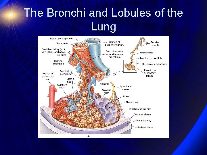 The Bronchi and Lobules of the Lung 