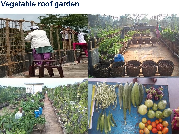 Vegetable roof garden 