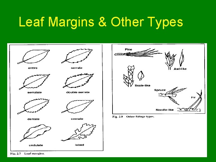 Leaf Margins & Other Types 