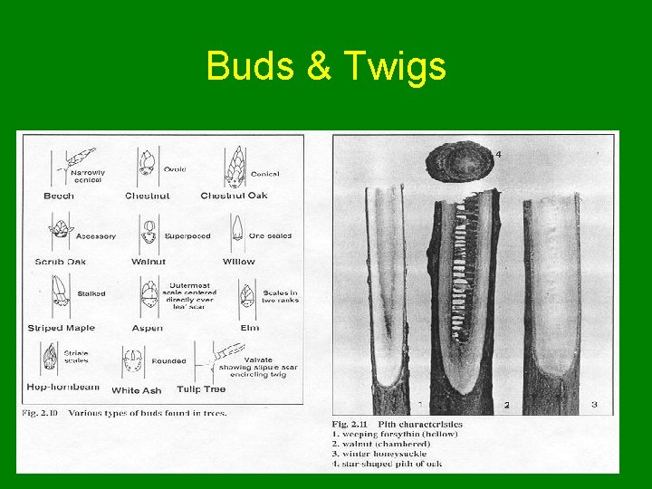 Buds & Twigs 