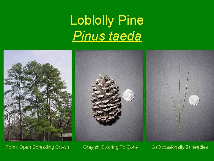 Loblolly Pine Pinus taeda Form: Open Spreading Crown Grayish Coloring To Cone 3 (Occasionally