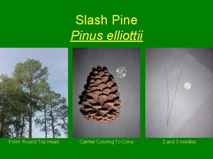 Slash Pine Pinus elliottii Form: Round Top Head Carmel Coloring To Cone 2 and