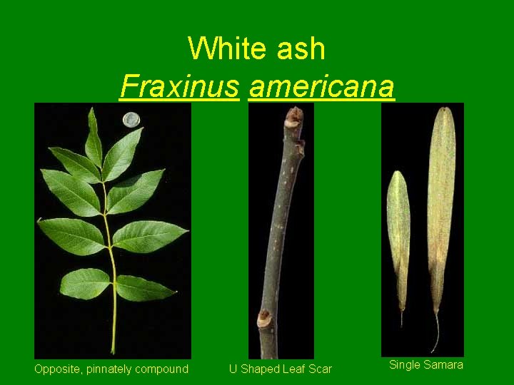 White ash Fraxinus americana Opposite, pinnately compound U Shaped Leaf Scar Single Samara 
