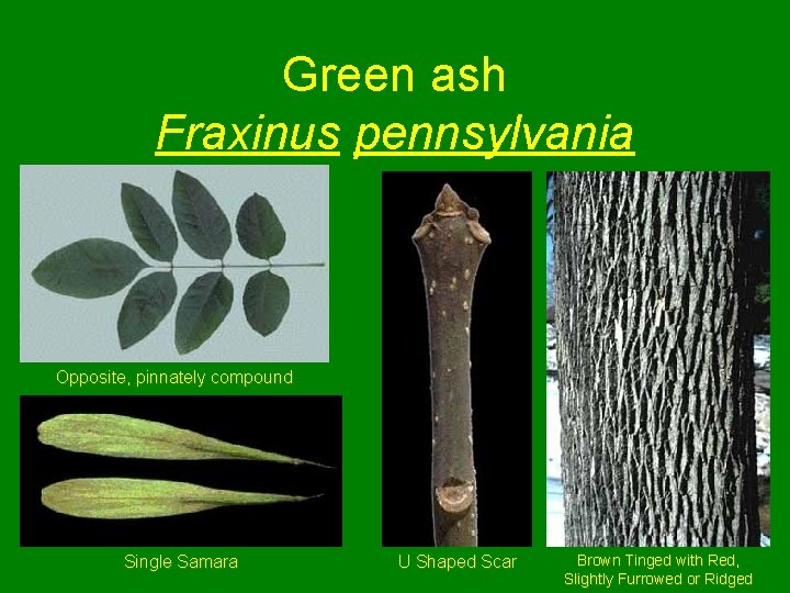 Green ash Fraxinus pennsylvania Opposite, pinnately compound Single Samara U Shaped Scar Brown Tinged