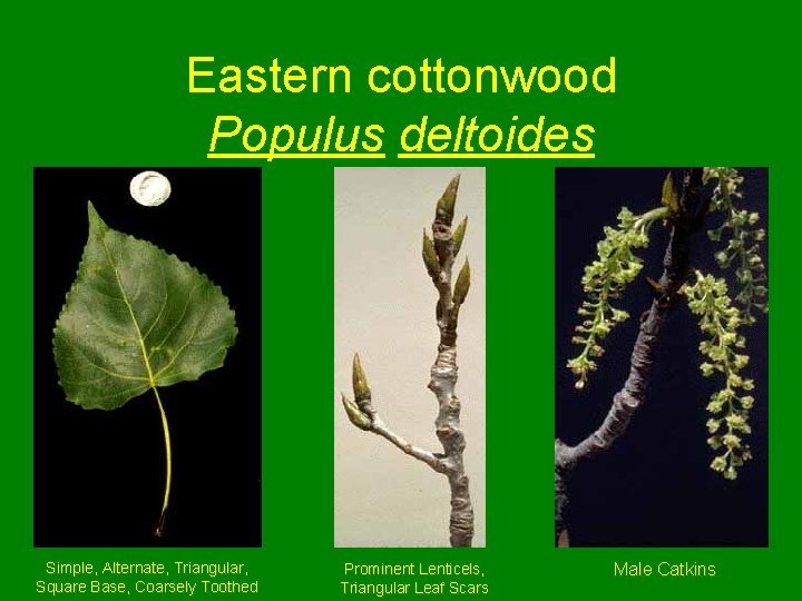 Eastern cottonwood Populus deltoides Simple, Alternate, Triangular, Square Base, Coarsely Toothed Prominent Lenticels, Triangular