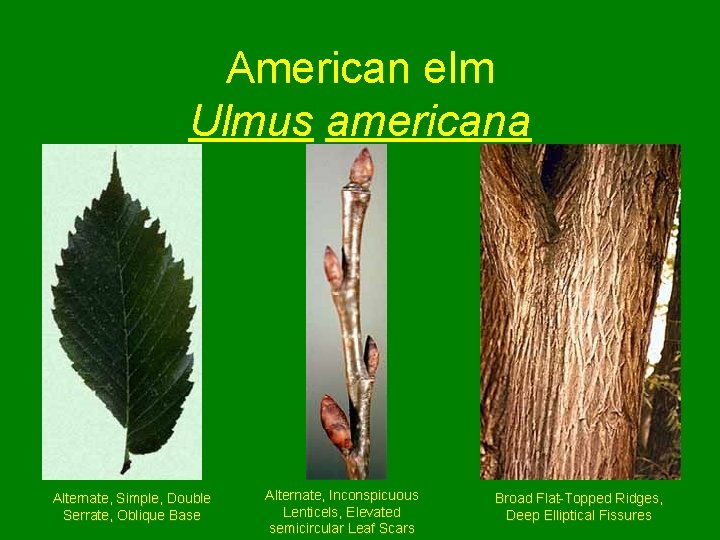 American elm Ulmus americana Alternate, Simple, Double Serrate, Oblique Base Alternate, Inconspicuous Lenticels, Elevated