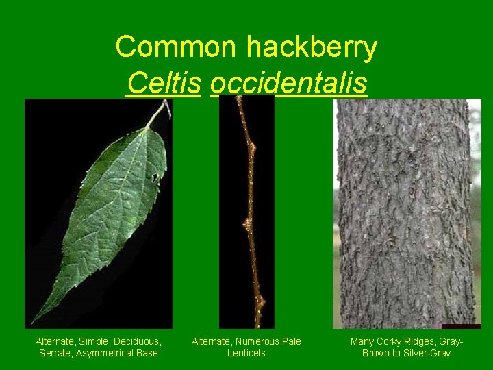 Common hackberry Celtis occidentalis Alternate, Simple, Deciduous, Serrate, Asymmetrical Base Alternate, Numerous Pale Lenticels