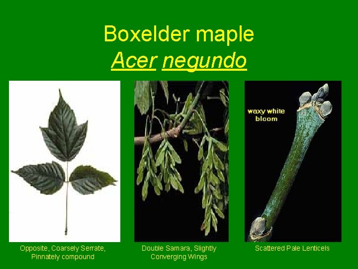 Boxelder maple Acer negundo Opposite, Coarsely Serrate, Pinnately compound Double Samara, Slightly Converging Wings