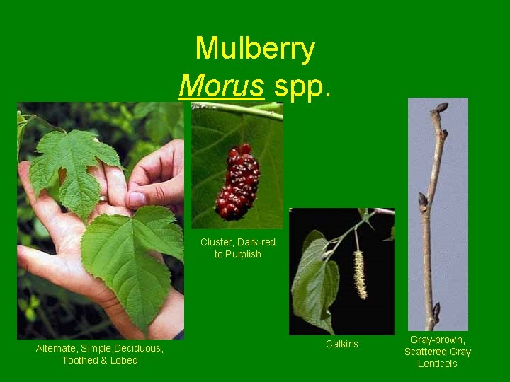 Mulberry Morus spp. Cluster, Dark-red to Purplish Alternate, Simple, Deciduous, Toothed & Lobed Catkins