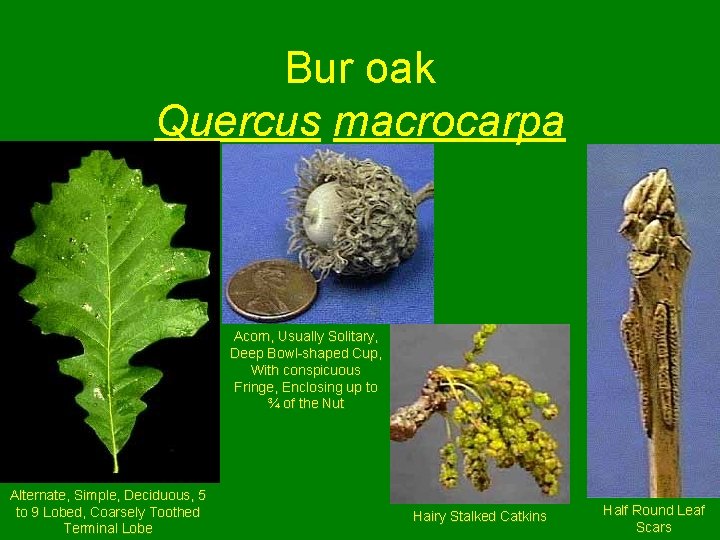 Bur oak Quercus macrocarpa Acorn, Usually Solitary, Deep Bowl-shaped Cup, With conspicuous Fringe, Enclosing