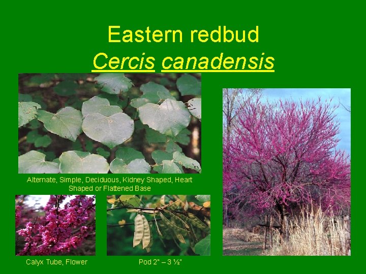 Eastern redbud Cercis canadensis Alternate, Simple, Deciduous, Kidney Shaped, Heart Shaped or Flattened Base
