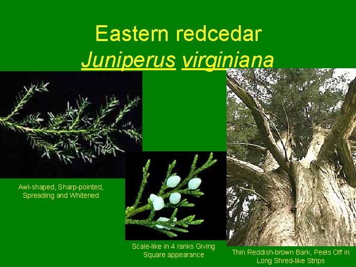 Eastern redcedar Juniperus virginiana Awl-shaped, Sharp-pointed, Spreading and Whitened Scale-like in 4 ranks Giving