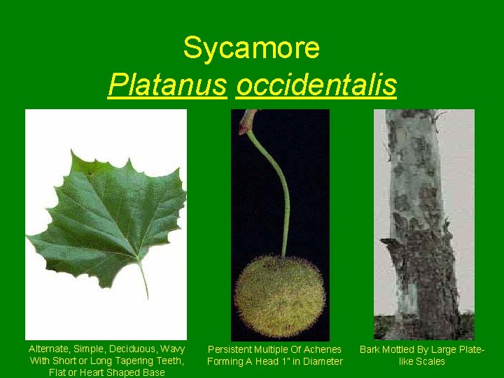 Sycamore Platanus occidentalis Alternate, Simple, Deciduous, Wavy With Short or Long Tapering Teeth, Flat