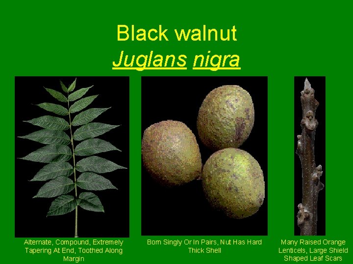 Black walnut Juglans nigra Alternate, Compound, Extremely Tapering At End, Toothed Along Margin Born