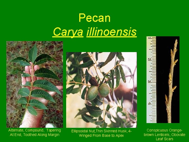 Pecan Carya illinoensis Alternate, Compound, Tapering At End, Toothed Along Margin Ellipsoidal Nut, Thin