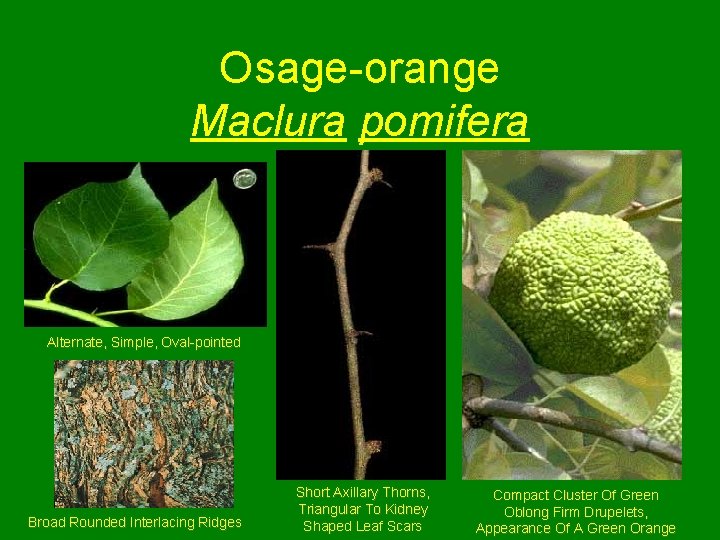 Osage-orange Maclura pomifera Alternate, Simple, Oval-pointed Broad Rounded Interlacing Ridges Short Axillary Thorns, Triangular