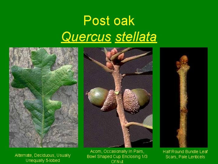 Post oak Quercus stellata Alternate, Deciduous, Usually Unequally 5 -lobed Acorn, Occasionally In Pairs,