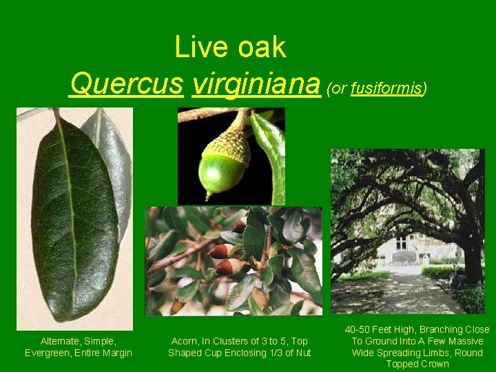 Live oak Quercus virginiana (or fusiformis) Alternate, Simple, Evergreen, Entire Margin Acorn, In Clusters