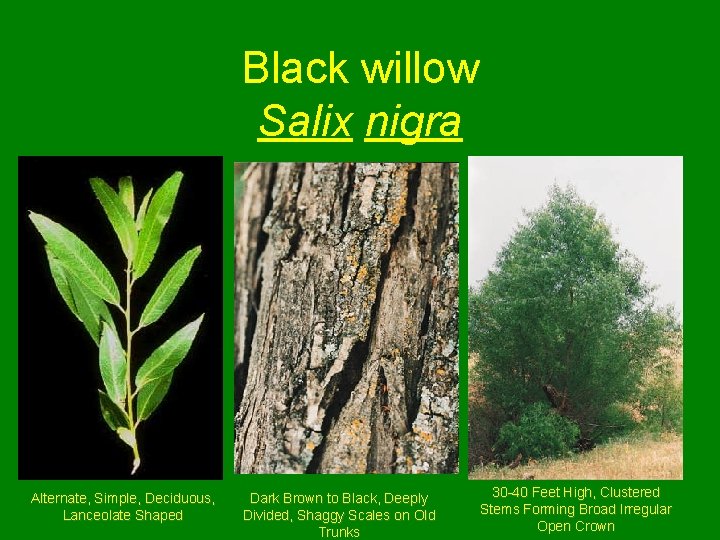 Black willow Salix nigra Alternate, Simple, Deciduous, Lanceolate Shaped Dark Brown to Black, Deeply