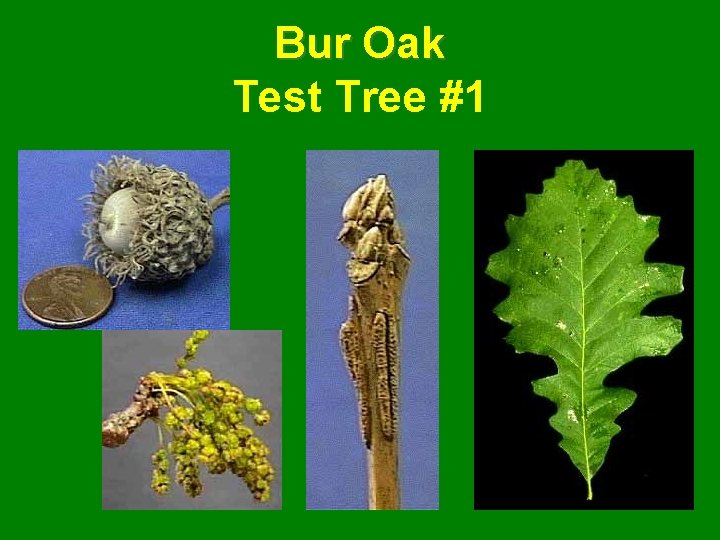 Bur Oak Test Tree #1 