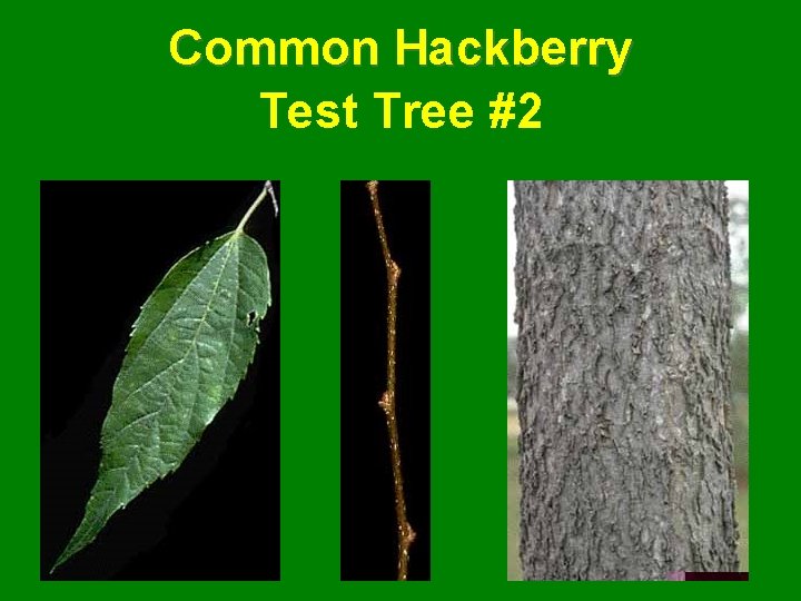 Common Hackberry Test Tree #2 
