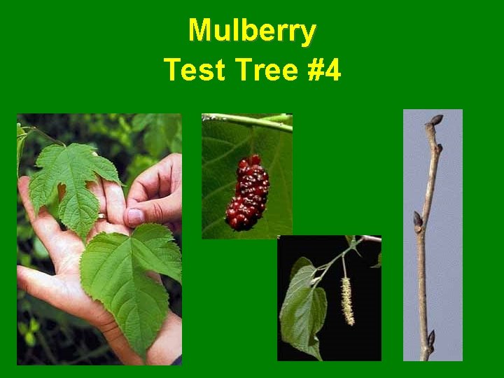 Mulberry Test Tree #4 