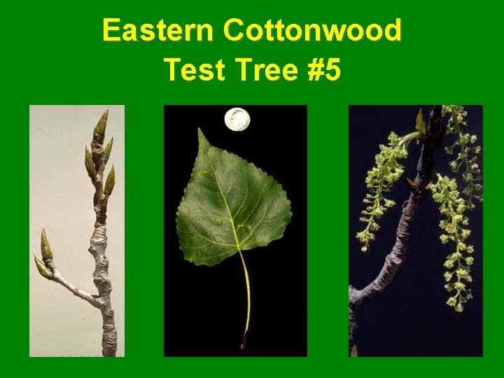 Eastern Cottonwood Test Tree #5 