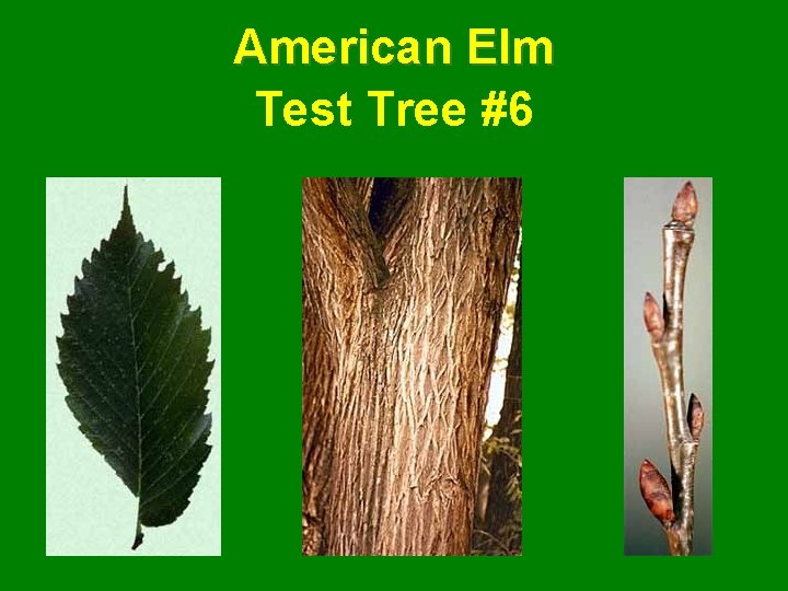 American Elm Test Tree #6 