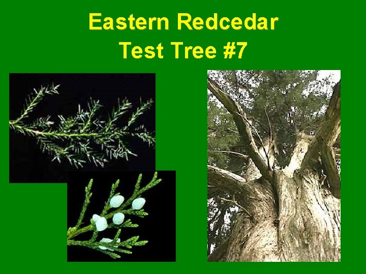 Eastern Redcedar Test Tree #7 