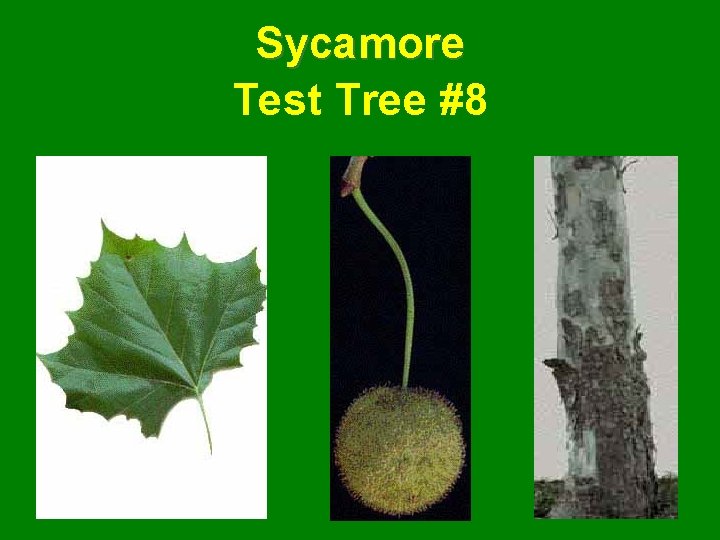 Sycamore Test Tree #8 