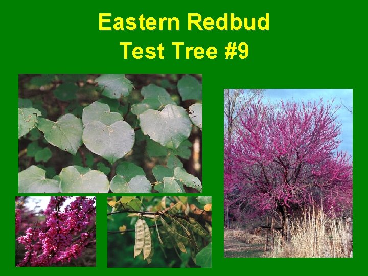Eastern Redbud Test Tree #9 