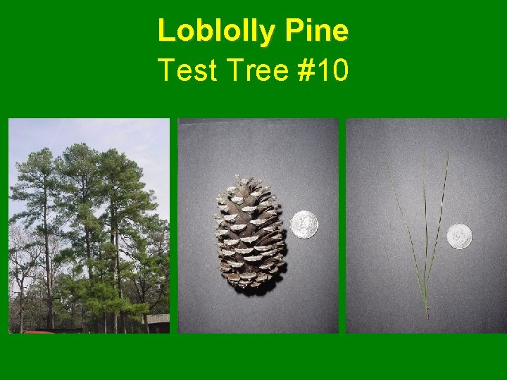 Loblolly Pine Test Tree #10 