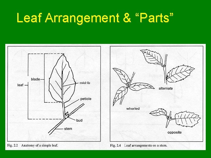 Leaf Arrangement & “Parts” 