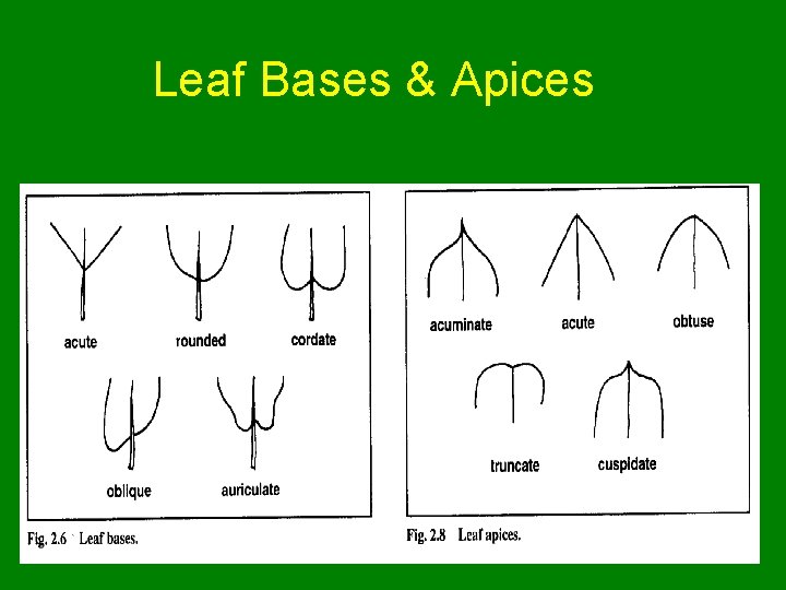 Leaf Bases & Apices 