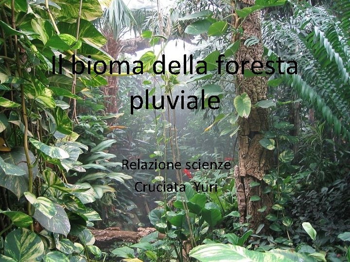 Il bioma della foresta pluviale Relazione scienze Cruciata Yuri 