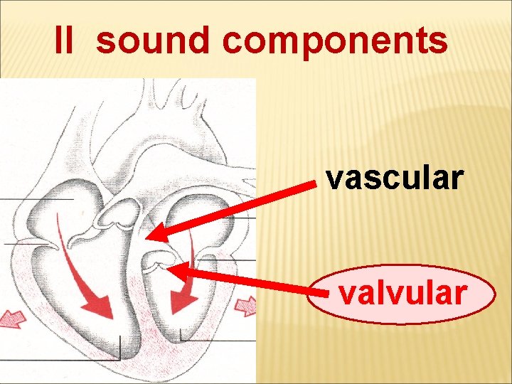 II sound components vascular valvular 