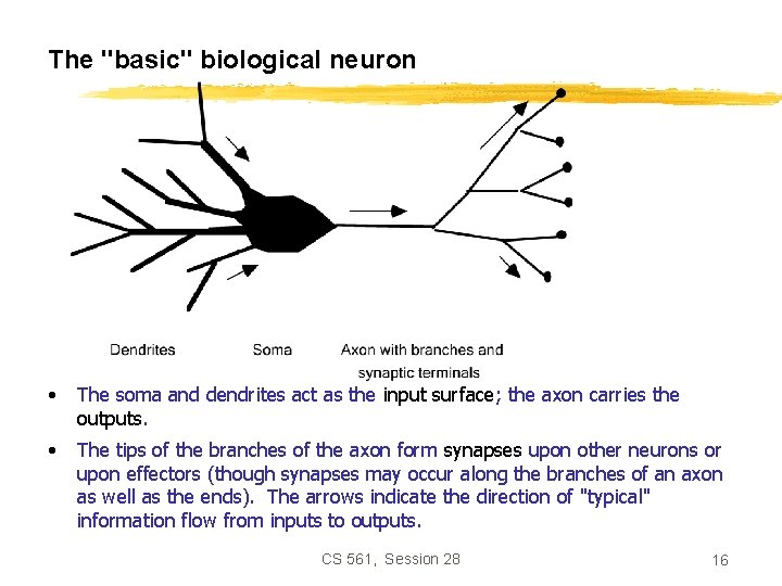 The "basic" biological neuron • The soma and dendrites act as the input surface;