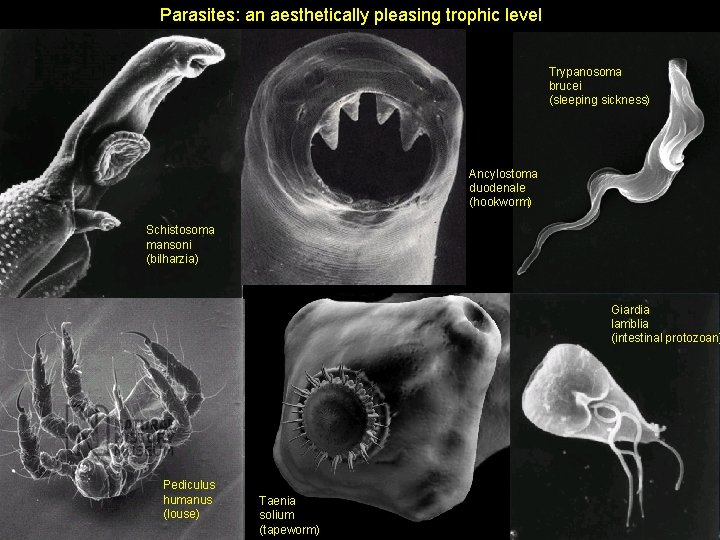 Parasites: an aesthetically pleasing trophic level Trypanosoma brucei (sleeping sickness) Ancylostoma duodenale (hookworm) Schistosoma