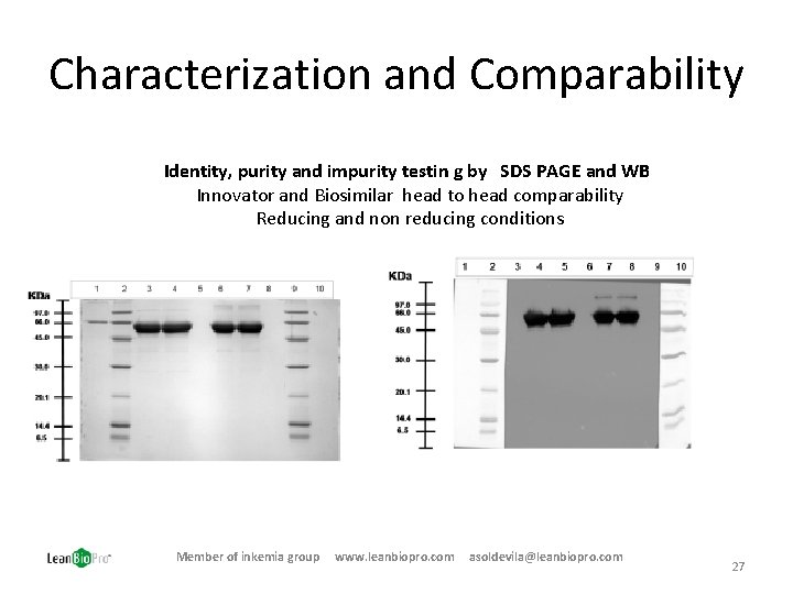 Characterization and Comparability Identity, purity and impurity testin g by SDS PAGE and WB
