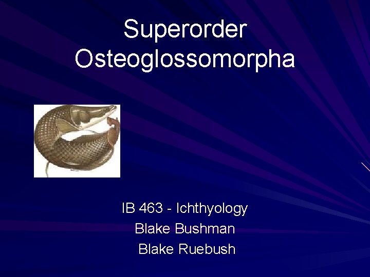 Superorder Osteoglossomorpha IB 463 - Ichthyology Blake Bushman Blake Ruebush 