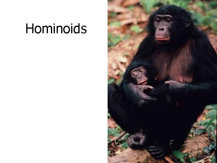 Hominoids 