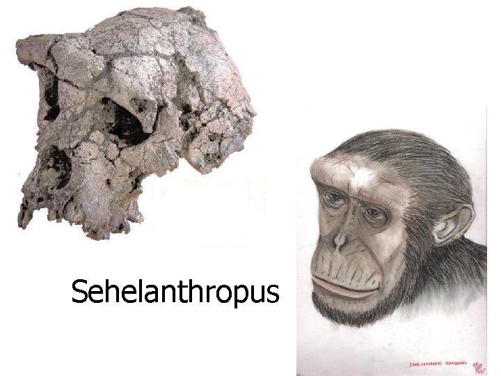 Sehelanthropus 