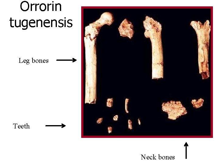 Orrorin tugenensis Leg bones Teeth Neck bones 