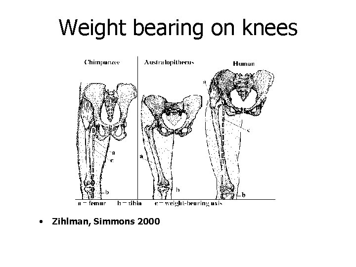 Weight bearing on knees • Zihlman, Simmons 2000 
