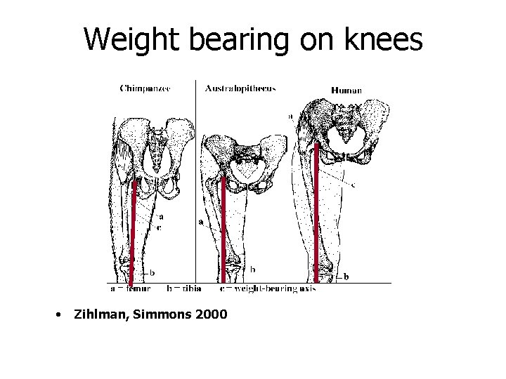 Weight bearing on knees • Zihlman, Simmons 2000 