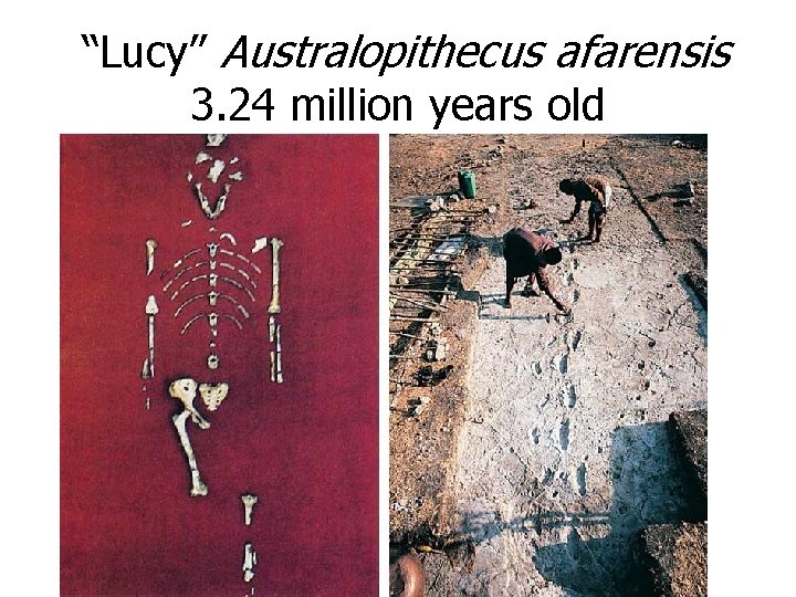 “Lucy” Australopithecus afarensis 3. 24 million years old 