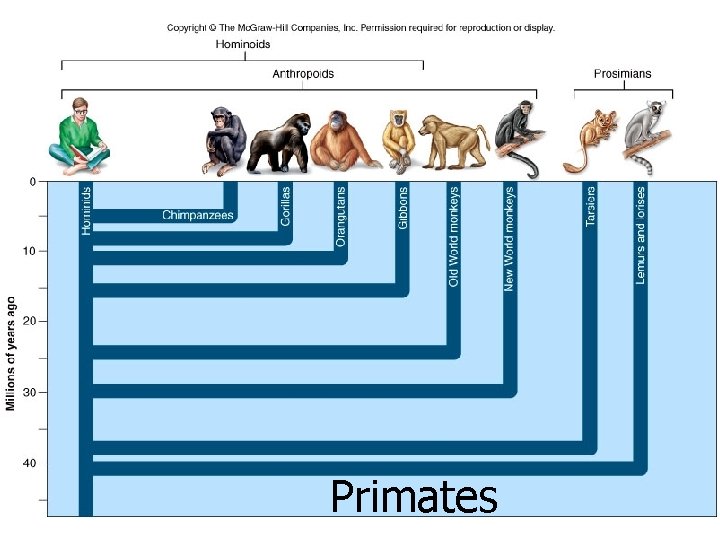 Primates 